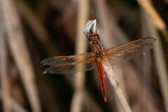 Small image of A male Needham's skimmer dragonfly with a red body and burgundy eyes clings to a blade of dried marsh grass.