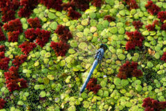 Small image of A bright blue eastern pondhawk dragonfly perches on floating duckweed.