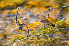 Small image of Mating pairs of damselfies hover above a clear stream.