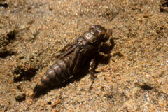 Small image of A dragonfly larvae, with short legs and a stocky, drab-colored body, crawls across sandy soil.