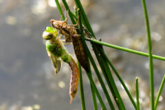 Small image of A dragonfly breaks out of its exoskeleton, which remains attached to a blade of grass.