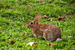 Small image of An Eastern cottontail stands in a patch of low, green vegetation, its fur short and brown for the warm summer months.