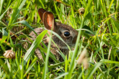 Small image of An Eastern cottontail hides in a patch of clover and grass, its large ears and dark eye visible through the vegetation.