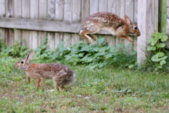 Small image of Two Eastern cottontails engage in courtship behavior in a residential yard, one rabbit in the air and one on the ground.
