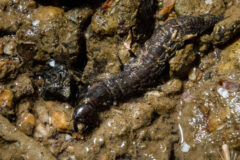 Small image of A long, brown and flat-bodied dobsonfly larvae stands on the muddy rocks of a streambank.