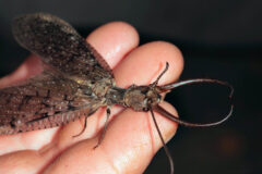 Small image of A male dobsonfly rests in someone's hand, its wings held slightly open and its large, curved mandibles measuring about an inch long.