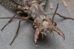 Small image of A close-up view of a female dobsonfly shows pointed, somewhat threatening mouthparts.
