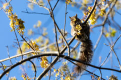 Small image of An Eastern gray squirrel sits on a thin branch, feeding on clusters of helicopter seeds.