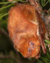 Small image of An Eastern red bat hangs from a slender tree branch, a patch of white fur visible where its wing meets its body.