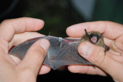 Small image of Two hands hold the bat with one wing spread open.