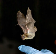 Small image of A gloved hand has let go of a bat that is starting to fly away.