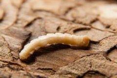 Small image of A close-up view of an emerald ash borer larvae specimen shows its cream-colored, segmented body.