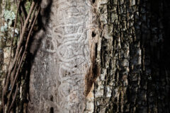 Small image of The trunk of a tree whose bark has fallen away reveals the winding paths left behind by emerald ash borer larvae.