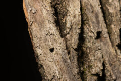Small image of A D-shaped hole creates a dark spot on the gray-brown trunk of a dead ash tree.