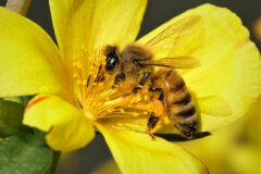 Small image of A European honey bee gathers pollen from a flower, bright yellow granules coating its face, abdomen and legs.