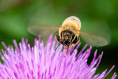 Small image of A European honey bee gathers pollen from a flower, bright yellow granules dusting its face.