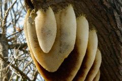 Small image of Six cream-colored wax combs hang from the trunk of a tree.