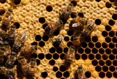 Small image of A view inside a European honey bee hive shows over a dozen bees walking across, climbing into and climbing out of the hexagonal cavities of a honeycomb.