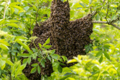 Small image of A temporary swarm of European honey bees forms a large cluster around the branch of a tree.