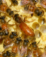 Small image of A view inside a European honey bee hive shows about a dozen bees surrounding their queen, who has a long, pointed, solid-colored abdomen without visible stripes.
