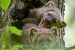 Small image of Two fisher pups poke their heads and shoulders out of a hole in a tree trunk.