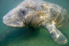 Small image of Seen underwater, a manatee's thick, gray skin is dappled in sunlight and covered in patches of algae.