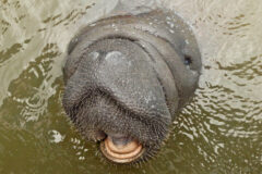 Small image of A manatee holds its head out of the water, its mouth slightly open and its snout covered with small whiskers.