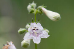Small image of Small white foxglove beartongue blooms revealing pink stripes inside.
