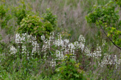 Small image of 