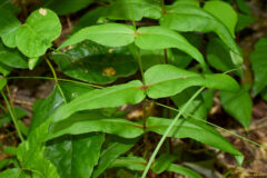 Small image of 