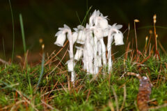 Small image of A group of all-white ghost pipe plants bloom on a green forest floor.