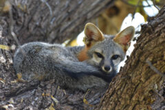 Small image of A gray fox rests on the branch of a tree, its long, bushy, black-striped tail curled around its body.