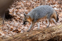 Small image of A gray fox walks along a fallen tree over ground thick with fallen leaves.