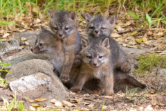 Small image of Four gray fox pups crowd the entrance to their den.