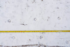 Small image of Gray fox prints are seen on flat, snow-covered ground, a measuring tape beside them to indicate they are each about two inches tall and 10 inches apart.