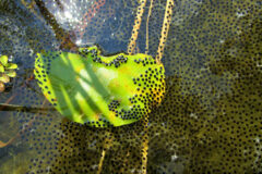 Small image of Many green frog eggs float in shallow water.
