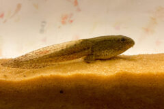Small image of An up close green frog tadpole on sand.