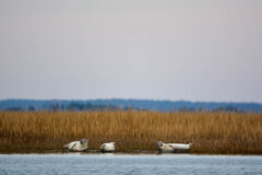 Small image of Three light gray harbor seals rest on the edge of a marsh.