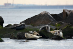 Small image of Half a dozen harbor seals in varying colors, most light tan, rest on large, algae-covered rocks near the Chesapeake Bay Bridge-Tunnel.