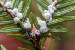 Small image of More than a dozen white fuzzy balls sit at the base of an eastern hemlock tree's needles.