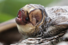 Small image of A close-up view of a hoary bat with its mouth open to reveal white, pointy teeth.
