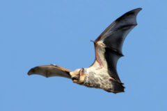 Small image of A hoary bat flies through a bright blue sky, its wings outstretched in the shape of a V.