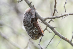 Small image of A hoary bat hangs by its feet from a slim branch, its wings tucked into its body, blocking the daylight from its eyes.
