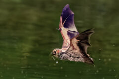 Small image of A hoary bat flies through the air above a waterway, water droplets falling from its mouth.