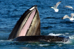 Small image of A humpback whale lifts its open mouth out of the water as it feeds on fish and plankton, a few gulls hovering in the air nearby.