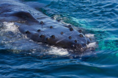 Small image of A humpback whale breaks the surface of the water, large knobs visible along the top of its head.