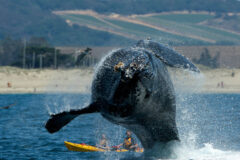 Small image of A humpback whale leaps into the air near a pair of kayakers not far from a beach.