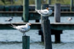 Small image of Two royal terns with on wooden poles.