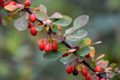Small image of Multiple red berries on a thin branch.
