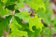 Small image of Circular and semi-circular holes cut into the edge of a tree's leaves indicate damage by a leafcutter bee.
